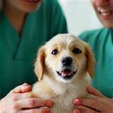 NobleVet team comforting a patient