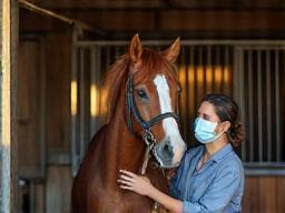 Equine vet with horse in stable