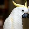 Ana with Rico the cockatoo