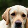 Lisa with Daisy the Labrador